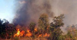 Governo estabelece período proibitivo para uso do fogo no estado