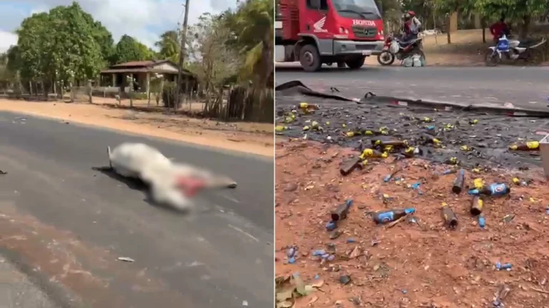 Caminhão colide em vaca e tomba na MA-014 carga é saqueada e animal dividido entre populares